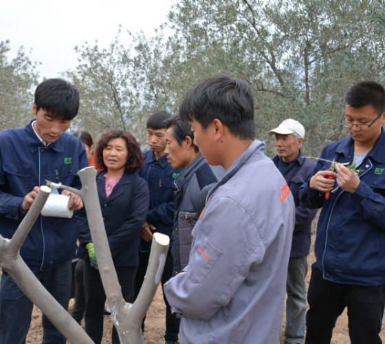 公司從產(chǎn)業(yè)鏈起始端著手，引進(jìn)良種優(yōu)苗，繁育基地苗圃，優(yōu)化樹(shù)種，以?xún)?yōu)質(zhì)的橄欖樹(shù)苗為生產(chǎn)特級(jí)初榨橄欖油提供基礎(chǔ)保障。在以自建萬(wàn)畝國(guó)家標(biāo)準(zhǔn)化油橄欖..