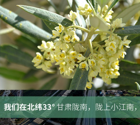 武都的氣候、土壤等與地中海沿岸極其相似，同處于世界頂級(jí)油橄欖黃金生產(chǎn)帶（32°58--33°36）年平均氣溫為14.7°，年日照時(shí)數(shù)1911..